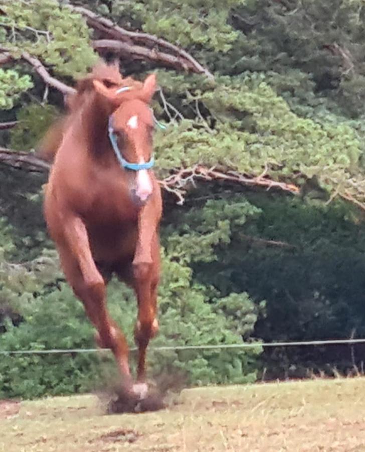 Haras De Seranon别墅 外观 照片